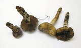 Cortinarius glutinosoarmillatus image