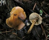 Cystoderma fallax image