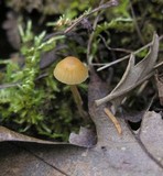 Galerina clavata image