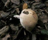 Hebeloma hiemale image