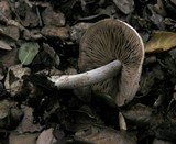 Hebeloma hiemale image