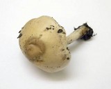 Hebeloma hiemale image
