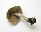 Hebeloma hiemale image