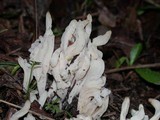 Clavulina rugosa image