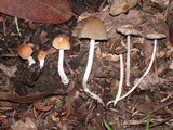 Coprinellus impatiens image