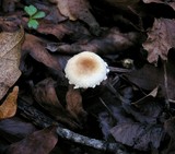 Lepiota spheniscispora image