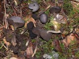 Helvella chinensis image