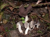 Helvella compressa image