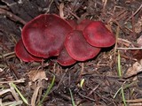 Tubaria vinicolor image