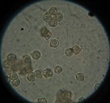 Entoloma bloxami image