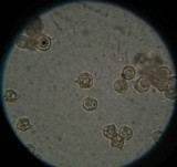 Entoloma bloxami image