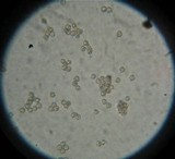 Entoloma bloxami image