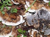Bjerkandera adusta image
