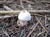 Amanita pachycolea image