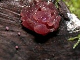 Ascocoryne sarcoides image