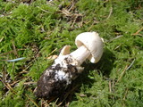Amanita pachycolea image