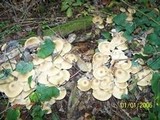 Lyophyllum decastes image