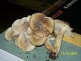Lyophyllum decastes image