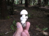 Amanita pachycolea image