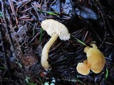 Hydnum oregonense image