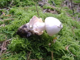 Amanita pachycolea image