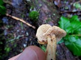 Hydnum oregonense image