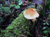 Hypholoma capnoides image