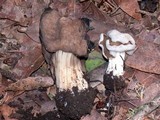 Helvella maculata image