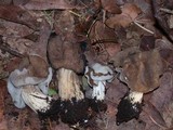 Helvella maculata image