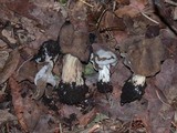 Helvella maculata image
