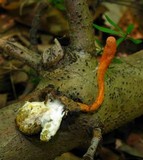 Cordyceps cardinalis image