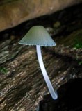 Mycena subcaerulea image