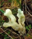Helvellosebacina concrescens image