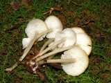 Clitocybula abundans image