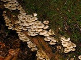 Clitocybula abundans image