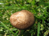 Panaeolus cinctulus image