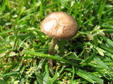 Panaeolus cinctulus image