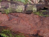 Pseudochaete tabacina image