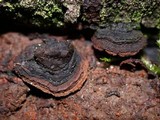 Pseudochaete tabacina image