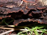 Pseudochaete tabacina image