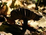 Neohygrocybe subovina image