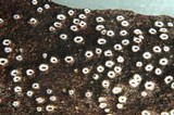 Stictis radiata image