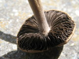 Panaeolus cinctulus image