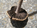 Panaeolus cinctulus image