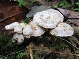 Clitocybe sclerotoidea image