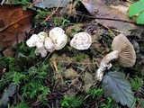 Clitocybe sclerotoidea image