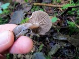 Clitocybe sclerotoidea image