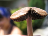 Panaeolus cinctulus image