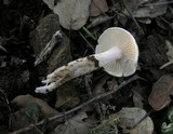 Hygrophorus eburneus image