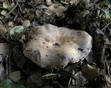 Lactarius argillaceifolius image